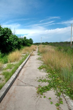 Overgrown pathways at Aimen Beach